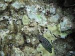 Snorkeling at Molokini
